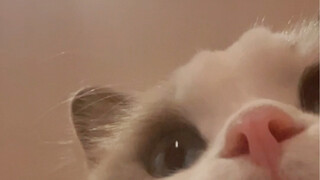 Saat saya sedang mandi, kucing membukanya dan merekam video di iPad saya.