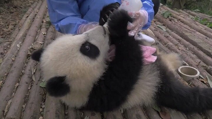 [Hewan] Seekor panda sedang makan dengan botol susu dan celemek