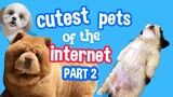 Cutest Pets of the Internet (Part 2)