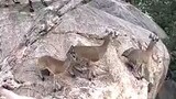 Hyenas Haunt On Cliff Do They Succeed