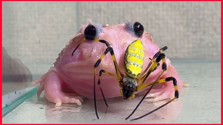 Pink Frog Eat Dangerous Spider.