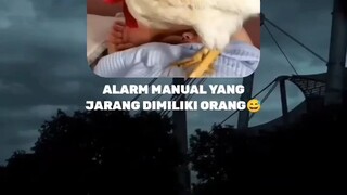 Lu punya ayam, lu punya alaram