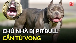 Vụ nữ chủ nhà bị chó Pitbull cắn tử vong: Tiêu hủy con chó 'phản chủ'