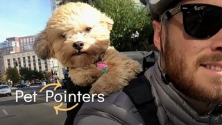 Dealing With Crowds | Pet Pointers