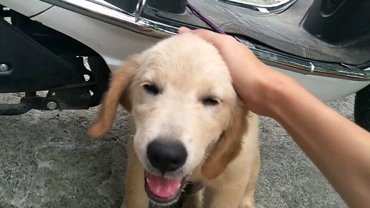 [Hewan]Diam-diam Mencoba Mengelus Anjing Orang