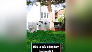 Gấu bông di động LearnOnTikTok tuitienpet dcgr samoyed