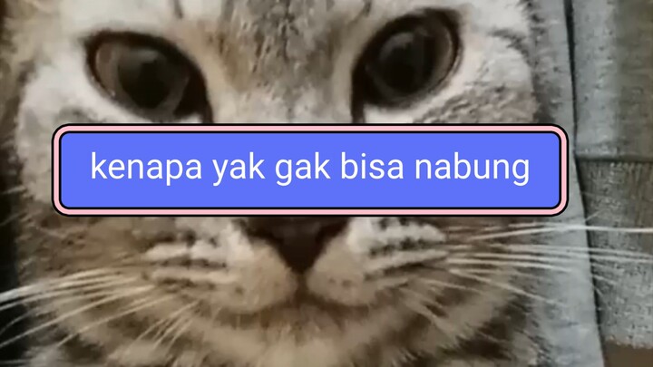 Tatap Mata saya 😾😾😾