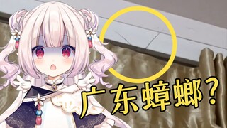 当南方的“双马尾”朋友来找你... 白菜的弱点·其之七