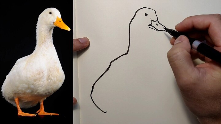 Speed Sketching a Duck in One Minute