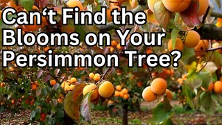 Fuyu Persimmon Tree Bloom Stages - The Hidden Blooms on Your Persimmon Tree #persimmons