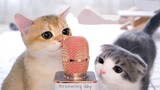 [Động vật] Khi mèo học được cách dùng micro