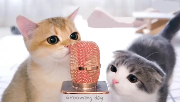 【Animal Circle】When a cat knows how to use a microphone…