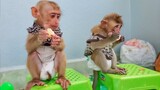 Snack Time!! Both Adorable Monkey Toto & Yaya Sit Still Eat Apple Fruits Obediently