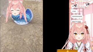 [Hiiro]Maomao xem video Anti của WCM "Hiiro đẻ trứng"