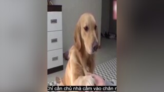 PhimHayMoiNgay NHAYCHUANNETOIS con chó lật mặt còn nhanh hơn cả bánh tráng 🤣