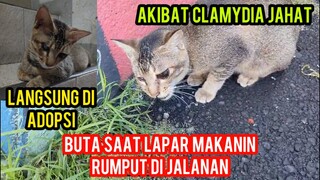 KUCING BUTA SEDIH BANGET LAPAR MAKANIN RUMPUT DI JALAN..!