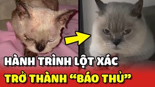 Hành trình LỘT XÁC ngoạn mục của chú mèo Nấm và cái kết 😂 | Yêu Lu