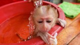 Routine Bathing!! Obedient Baby Monkey Luca Keep Silently While Mom Take A Bath For Him