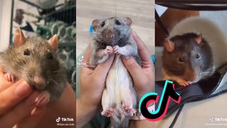 TikToks of Serotonin Potatoes - Rat Side of TikTok #2