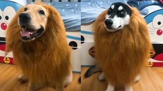 Try Not To Laugh Or Grin - Funny Dogs Fails Compilation 2019 | Funny And Cute Dogs