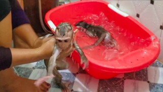 Routine Bathing! Adorable Toto & Yaya so happy swimming, diving when they are taking a bath together