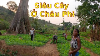 Đi mua rau gặp ngay tiên nữ châu Phi đang tăm|| 2Q vlogs cuộc sống châu phi