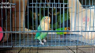 Surah Al Mulk| Bikin Burung Love Bird Tenang