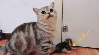 Cat Mommy Kept Changing Nests With Her Kitten! 