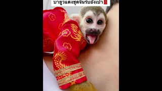 บาส ขออั่งเปาหน่อยค้าบพี่ๆ 😂🧧🐵