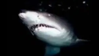 When Sharks Attack!