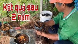 Bứng mai Vàng dưới cát. Thay vào thùng c6 chuẩn bị ghép. Zalo 0937540504 Mai vàng Nhóc Nguyễn