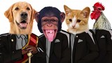 Funny Dog & Funny Monkey & Cute Cat - Coffin Dance Astronomia COVER