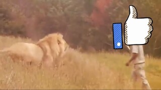 How to survive from lion
