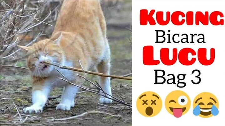 Kucing lucu main Tik tok bikin ketawa ngakak|video kucing ngomong #3