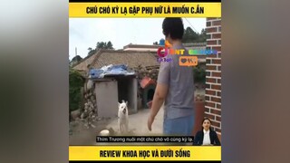 chú chó lỳ lạ nntreview2 reviewphimhay mereviewphim TVSHOWHAY