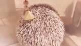 Hedgehog: Put things away and be good