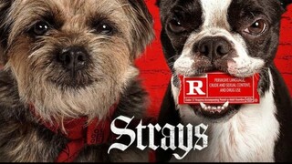 Strays _ Watch Full Movie : Link In Description