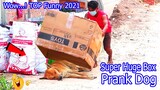 Wow...! Big Box vs Prank Sleep Dogs - Top Funniest 2021 | #2
