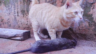 Terima kasih Cat, ini tikus terbesar yang pernah saya lihat dalam hidup saya.