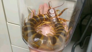 Have you seen centipede with weight of 500g?