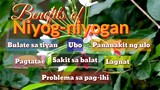 NIYOG-NIYOGAN | MEDICINAL PLANT | Tenrou21