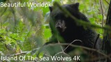 Island Of The Sea Wolves 4K