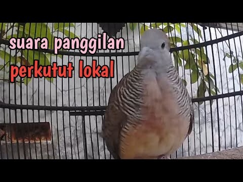 Perkutut lokal gacor suara keras.