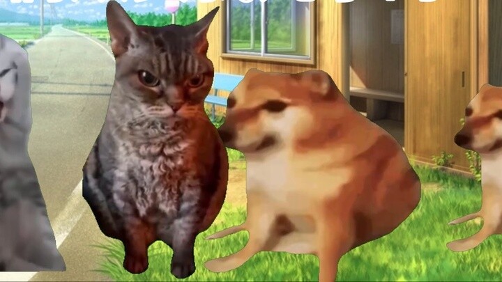 【Cat meme】Everyone, please allow me to introduce my father to you