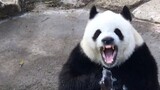 [Panda]Mengmeng likes taking showers and playing with water