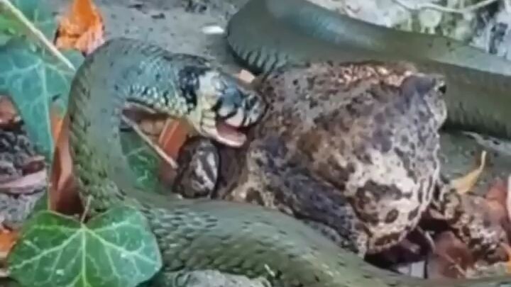 green snake attacks frog