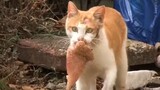 cat stole chicken breast everyday but didn't eat a bit... the true love from mother cat...