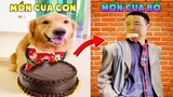 Thú Cưng Vlog | Tứ Mao Ham Ăn Đại Náo Bố #15 | Chó gâu đần thông minh vui nhộn | Smart dog funny pet