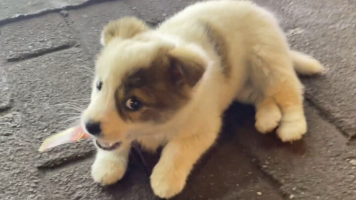 Bored puppy at the school gate