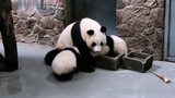 Giant Panda|Panda Mom's Parenting